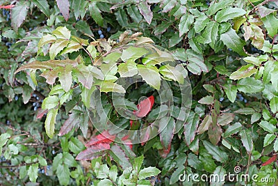 Colorful and glossy foliage of Mahonia aquifolium Stock Photo