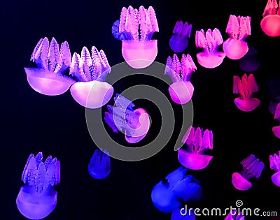 Colorful and glowing jellyfish. Stock Photo