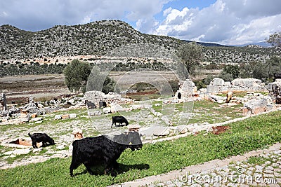 Colorful goats walk among the ruins of ancient lycian town Andriake in Turkey Stock Photo