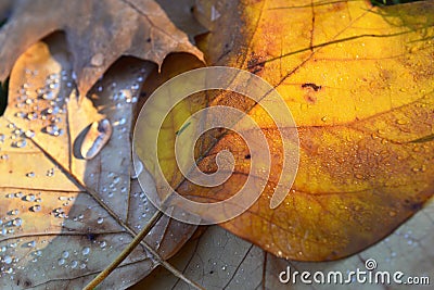 Colorful golden dead leaf on the ground covered with wet Stock Photo