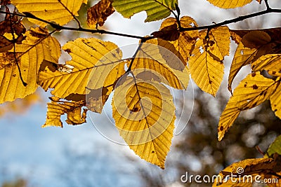 Colorful golden leaves in the last days of autumn on a sunny day Stock Photo