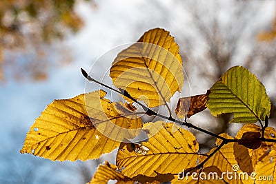 Colorful golden leaves in the last days of autumn on a sunny day Stock Photo