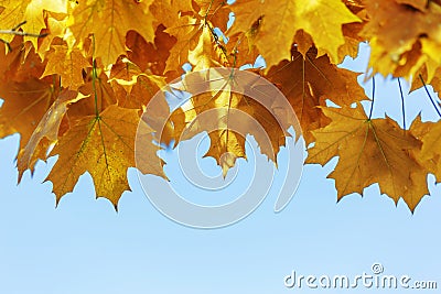 Colorful golden yellow autumn leaves Stock Photo