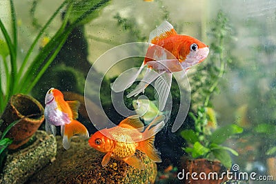 colorful goldfish. freshwater aquarium fish Stock Photo