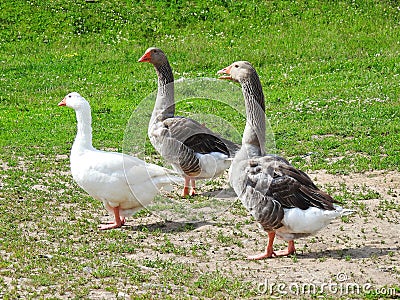 Colorful goose on grass, Lithuania Stock Photo