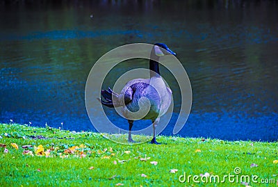 Colorful Goose next to lake Stock Photo