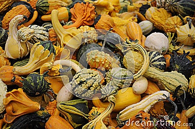 Colorful Gourds Stock Photo