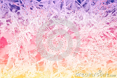 Colorful grass flower abstact spring summer background Stock Photo