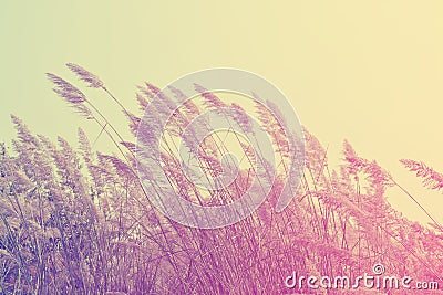 Colorful Grass silhouette background design Stock Photo