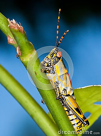 Colorful grasshopper Stock Photo