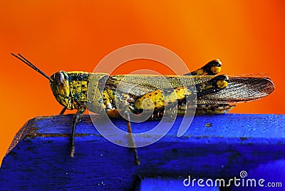 Colorful grasshopper Stock Photo