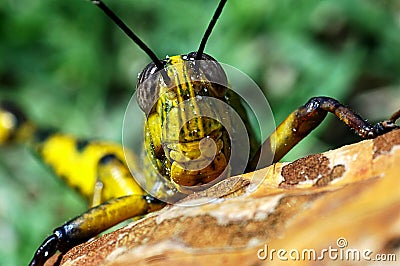 Colorful grasshopper Stock Photo