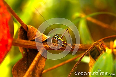 Colorful Grasshopper-Tropical Rainforest ,Sabahï¼ŒBorneo Stock Photo