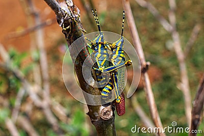 colorful grasshopper insect breeding in nice blur nature background HD Stock Photo