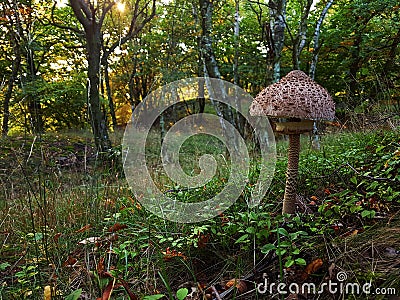 The colorful great Macrolepiota Procera in forest Stock Photo