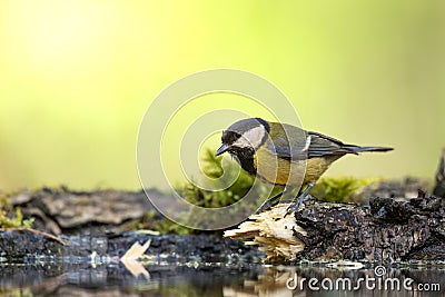 Colorful great tit Parus major drinking water on forest puddle, photographed in horizontal, summer time Stock Photo