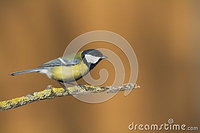 Colorful great tit Parus major perched on a tree Stock Photo