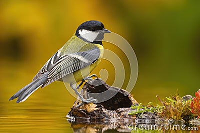Colorful Great tit sitting on wood above weter pond. Stock Photo
