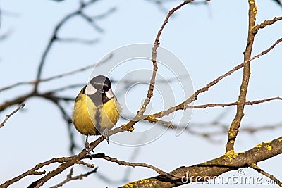 Colorful great tit on twig Stock Photo