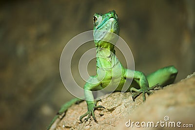 Colorful green basilisk lizard Stock Photo