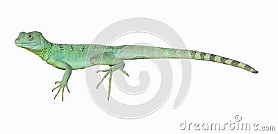 Colorful green basilisk lizard Stock Photo