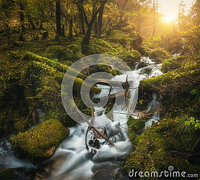 Colorful green forest with waterfall at mountain river at sunset Stock Photo