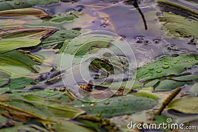 Colorful green frog with expressive eyes, sitting among rocks and vegetation. Inhabitant of rivers and swamps with blooming water Stock Photo