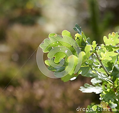 Colorful green leaves from a tree or bush growing in a garden with copy space. Closeup of english oak plants with tiny Stock Photo