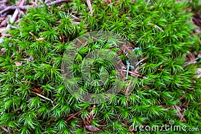 Colorful green moss texture. Photo depicting a bright bushy myst Stock Photo