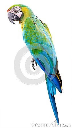 Colorful Green parrot macaw isolated Stock Photo