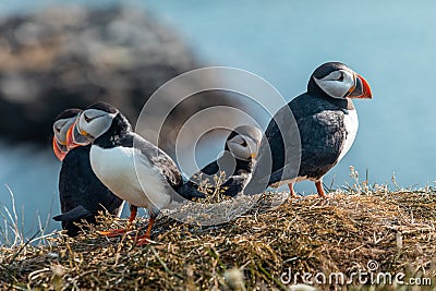 Colorful group of beautiful puffin birds from Iceland, shot on a sunny day. Frontal view on a green ledge Stock Photo