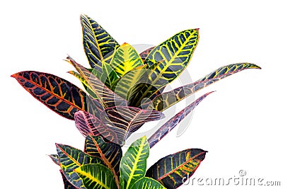Croton plant with colorful leaves isolated on white background. Stock Photo