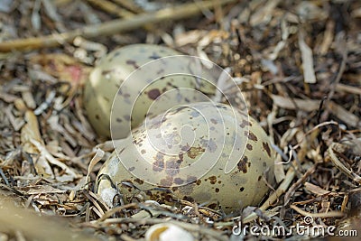 Colorful gull eggs in a nest, close-up Stock Photo