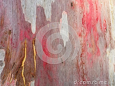 Colorful gum tree bark Stock Photo