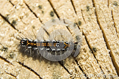 Colorful hairy caterpillar Stock Photo