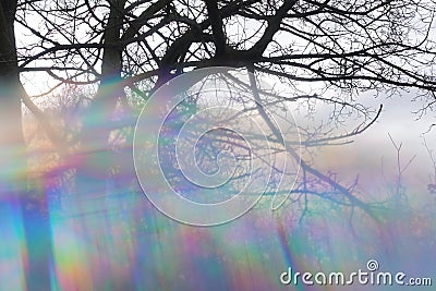 Colorful haze tree branches blur Stock Photo
