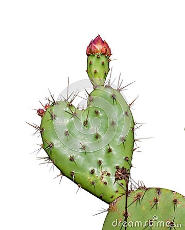 Heart shaped prickly pear cactus valentine Stock Photo