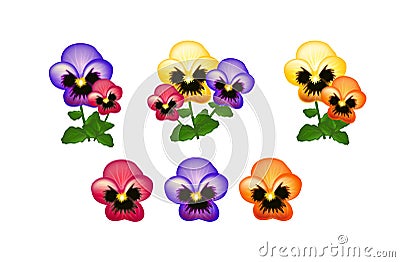 Colorful heartsease Stock Photo