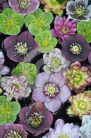 Colorful hellebore flowers Stock Photo