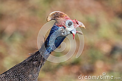 Colorful helmeted guineafowl Numida meleagris head portrait closeup in Kruger National Park Stock Photo