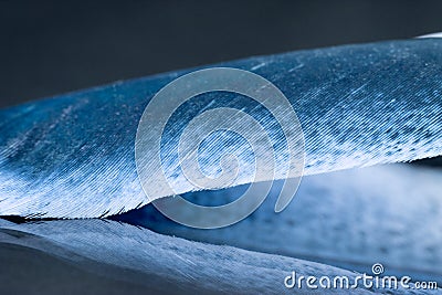 Colorful hen feather Stock Photo