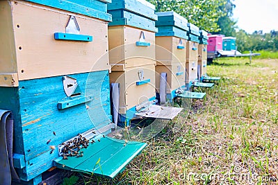 Colorful Hive Boxes in Apiary Stock Photo
