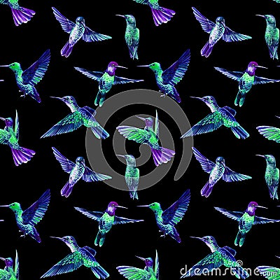 Colorful Hummingbird birds watercolor illustration seamless pattern Cartoon Illustration