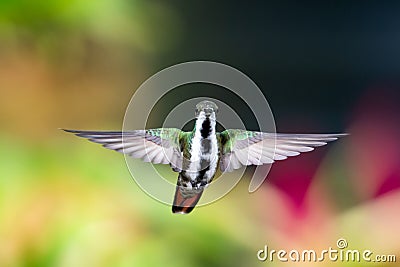 Colorful hummingbird with her wings spread in flight Stock Photo