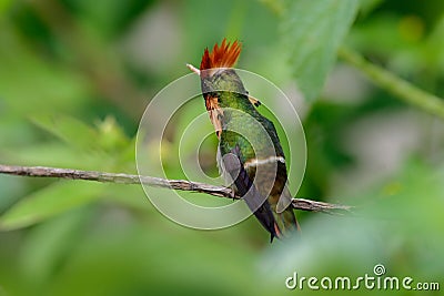 Colorful hummingbird Tufted Coquette from Trinidad sitting on the green branch Stock Photo