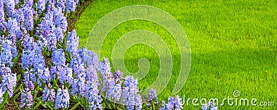 Colorful hyacinth flowers blossom and grass banner Stock Photo