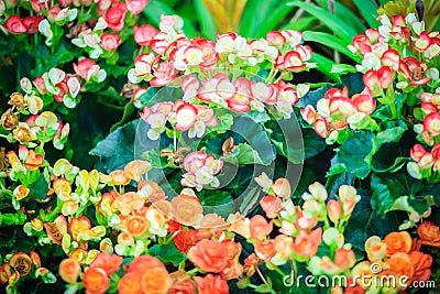 Colorful hybrid Rieger begonias (Begonia x hiemalis) are called Stock Photo