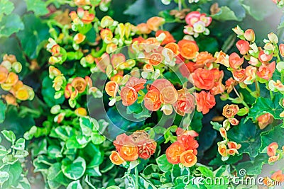 Colorful hybrid Rieger begonias (Begonia x hiemalis) are called Stock Photo