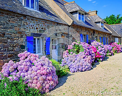 Colorful Hydrangeas flowers in a small village, Brittany, France Stock Photo