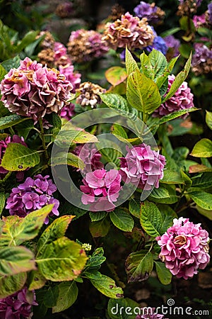 Colorful hydrangeas growing in spring Stock Photo